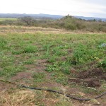 SWAPOL's Vegetable Garden