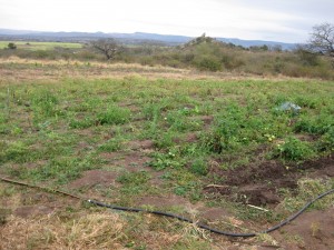 SWAPOL's Vegetable Garden