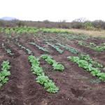 The Vegetable Garden