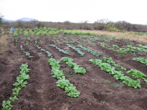 The Vegetable Garden