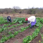 Working in the Vegetable Garden