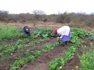 Working in the Vegetable Garden
