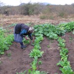 Working in the Vegetable Garden