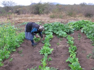 Working in the Vegetable Garden