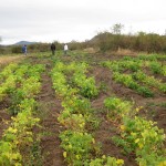 The Vegetable Garden