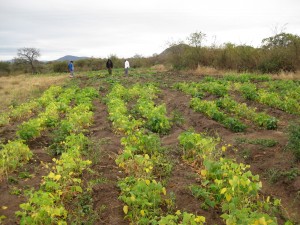 The Vegetable Garden