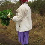 Harvesting Spinach