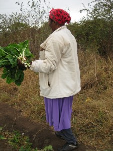 Harvesting Spinach